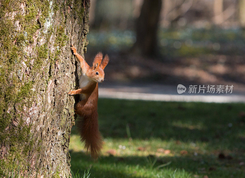 好奇的红松鼠(Sciurus vulgaris)正在爬树